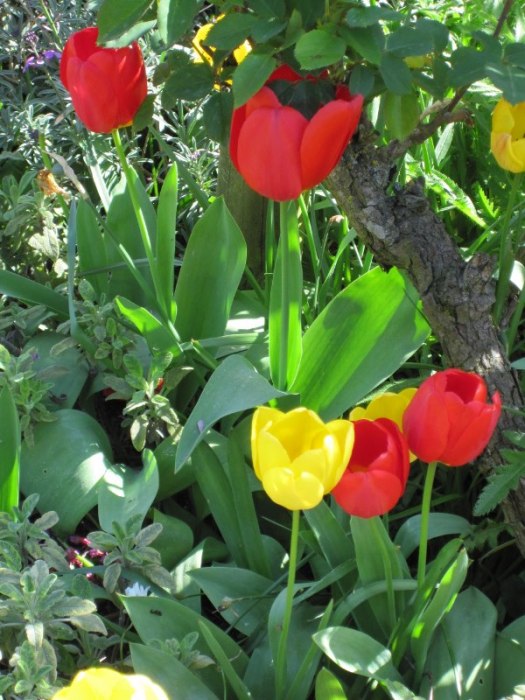 Spring Flowers in Regent's Park, London, April 2014